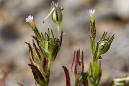 Imagem de Phlox gracilis (Douglas ex Hook.) Greene