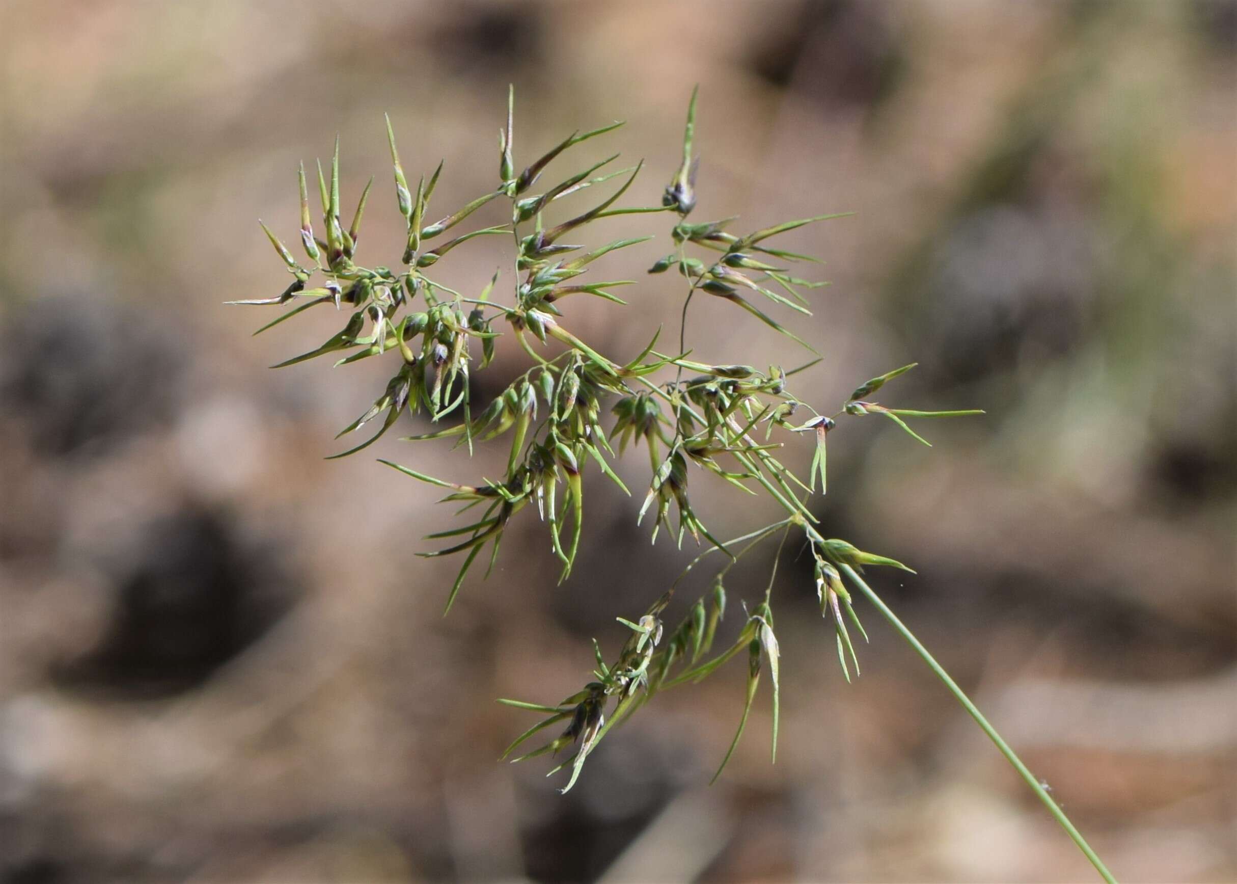 Imagem de Poa bulbosa L.