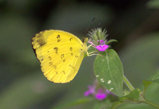 Image of Eurema nilgiriensis Yata 1990