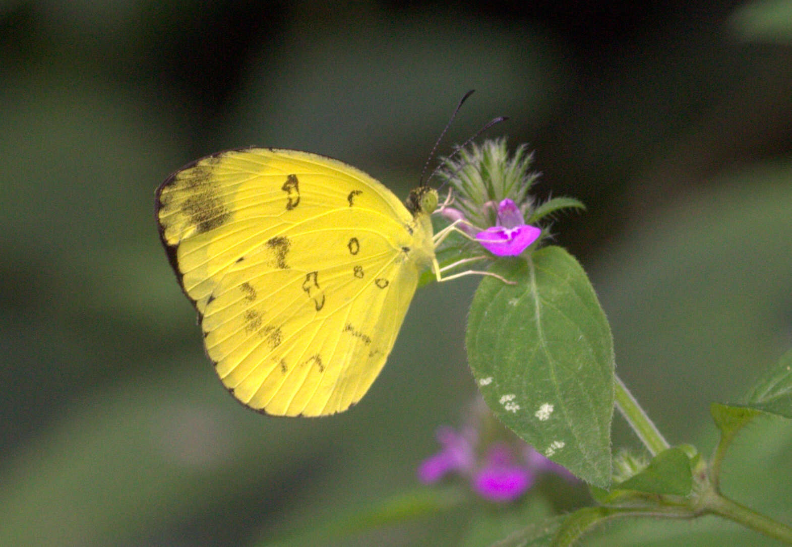 Image of Eurema nilgiriensis Yata 1990