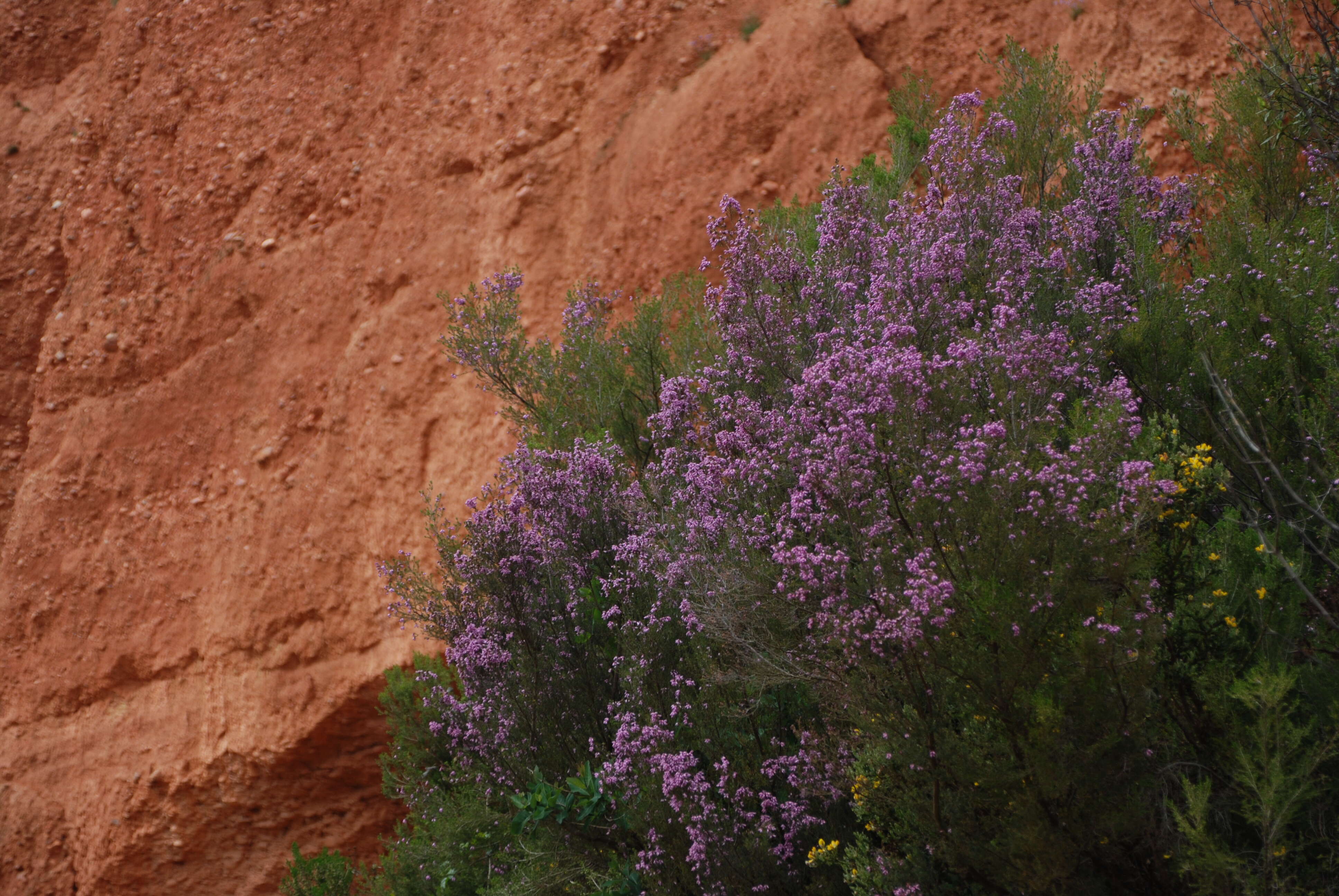 Image of Erica australis L.