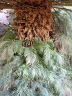 Imagem de Cycas thouarsii R. Br. ex Gaudich.