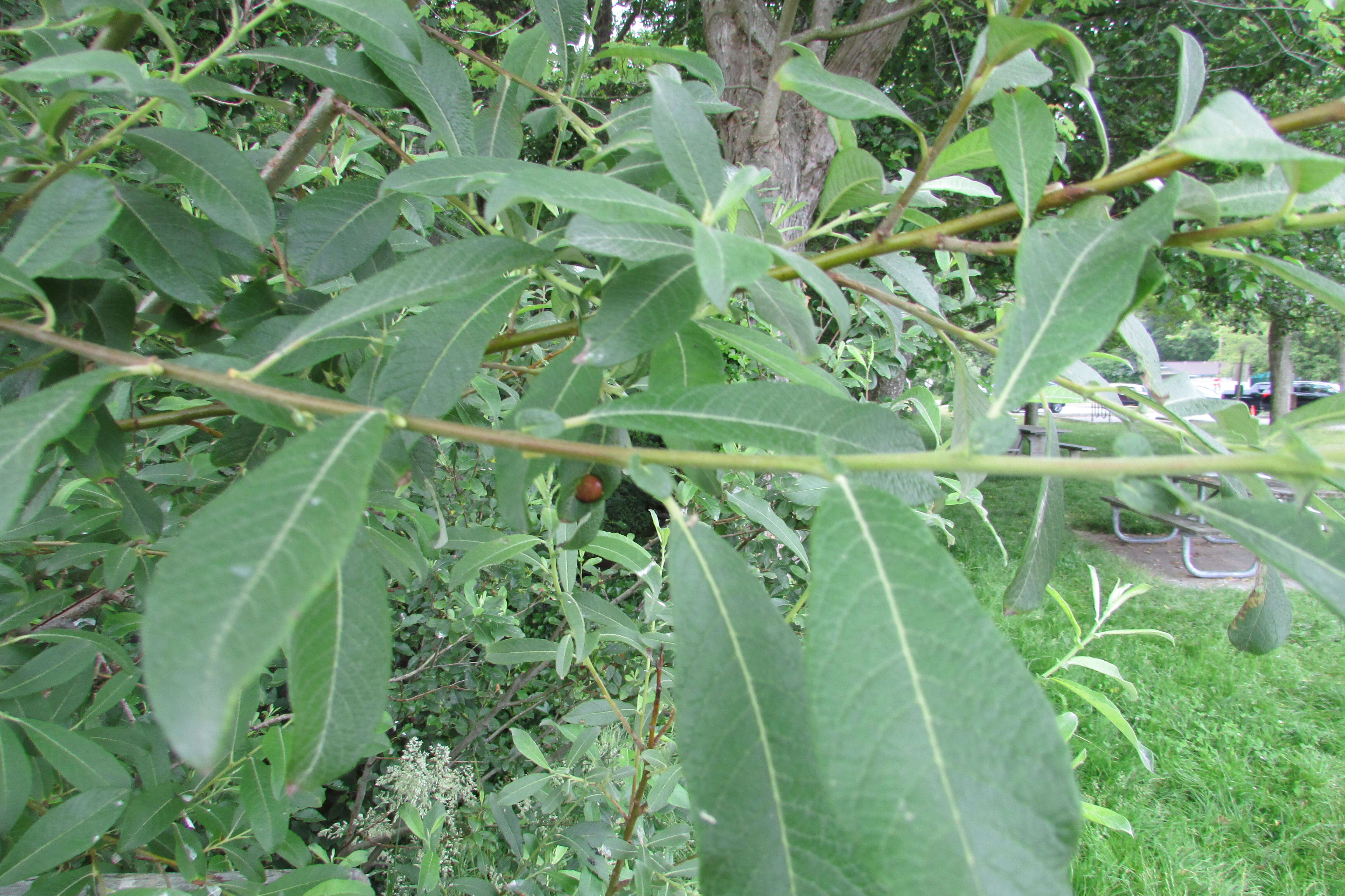 Image of Pacific willow