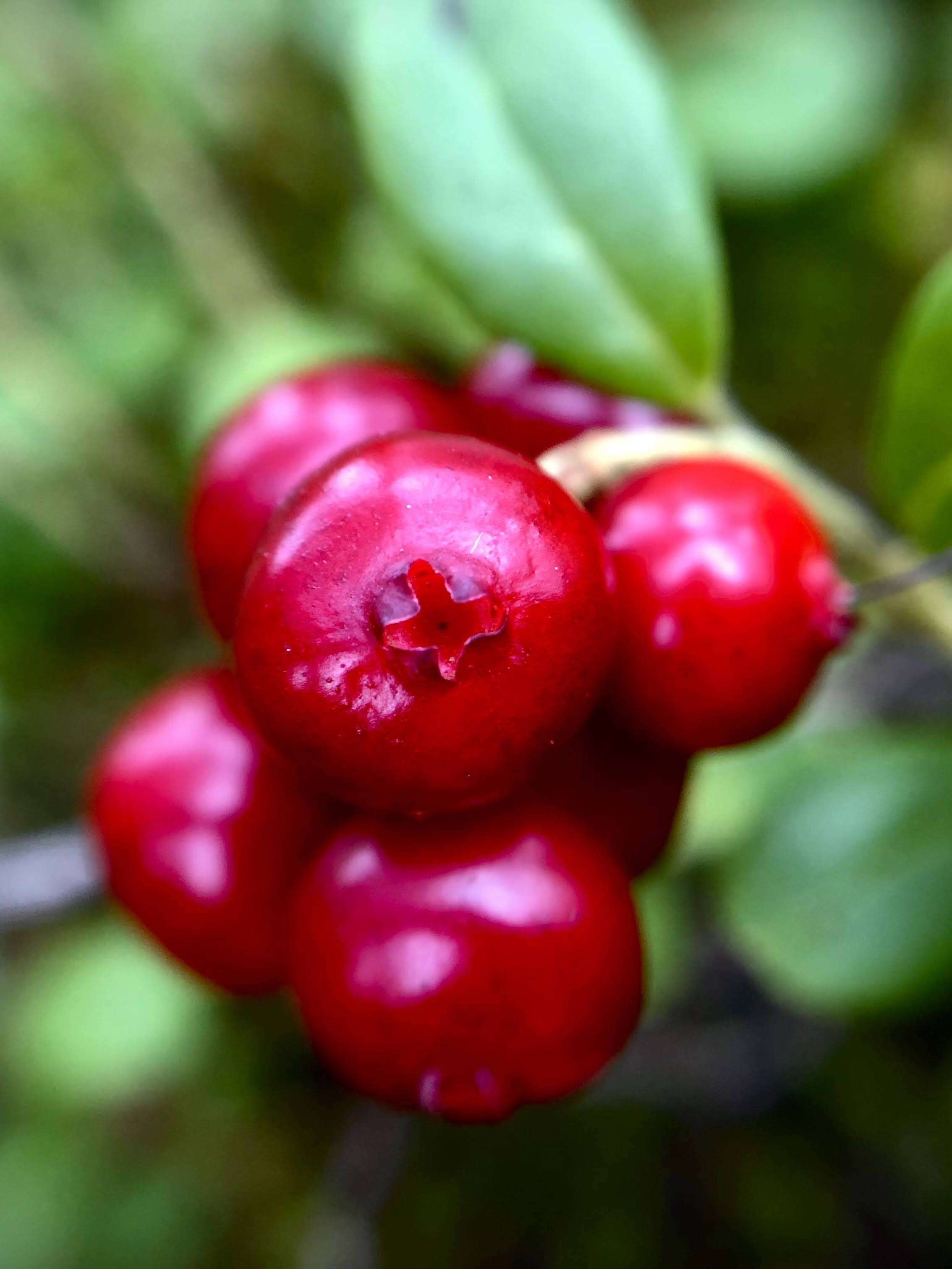 Image of lingonberry