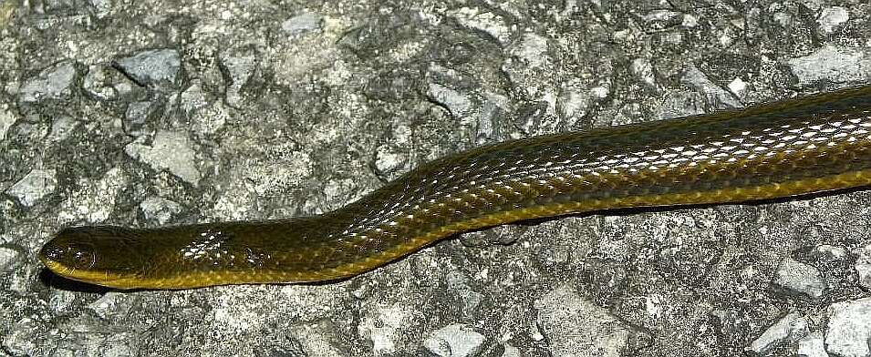 Image of Striped Crayfish Snake