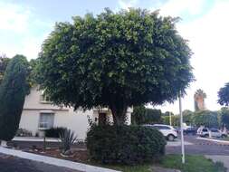 Image de Ficus benjamina L.