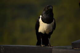 Image of Pied Crow