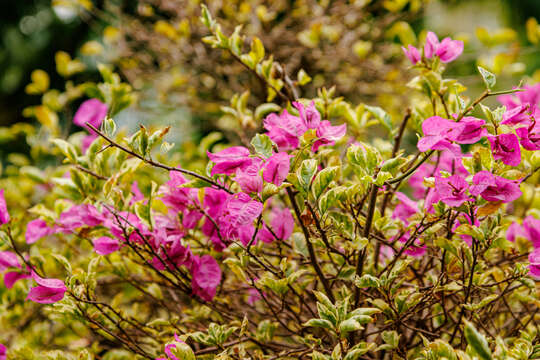 Слика од Bougainvillea