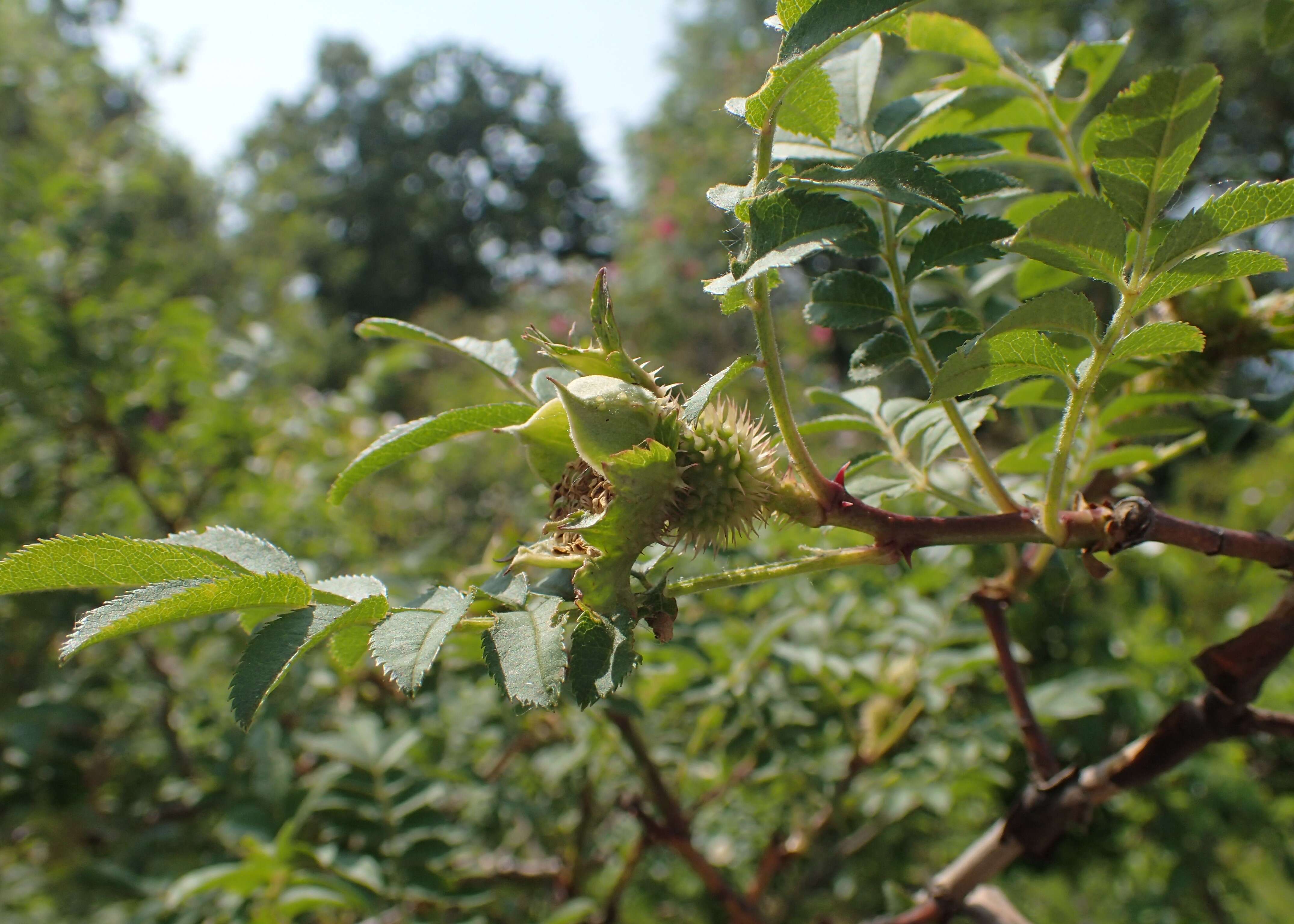 Image of chestnut rose