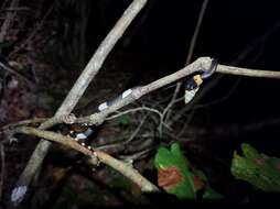 Image of Snail-eating Thirst Snake