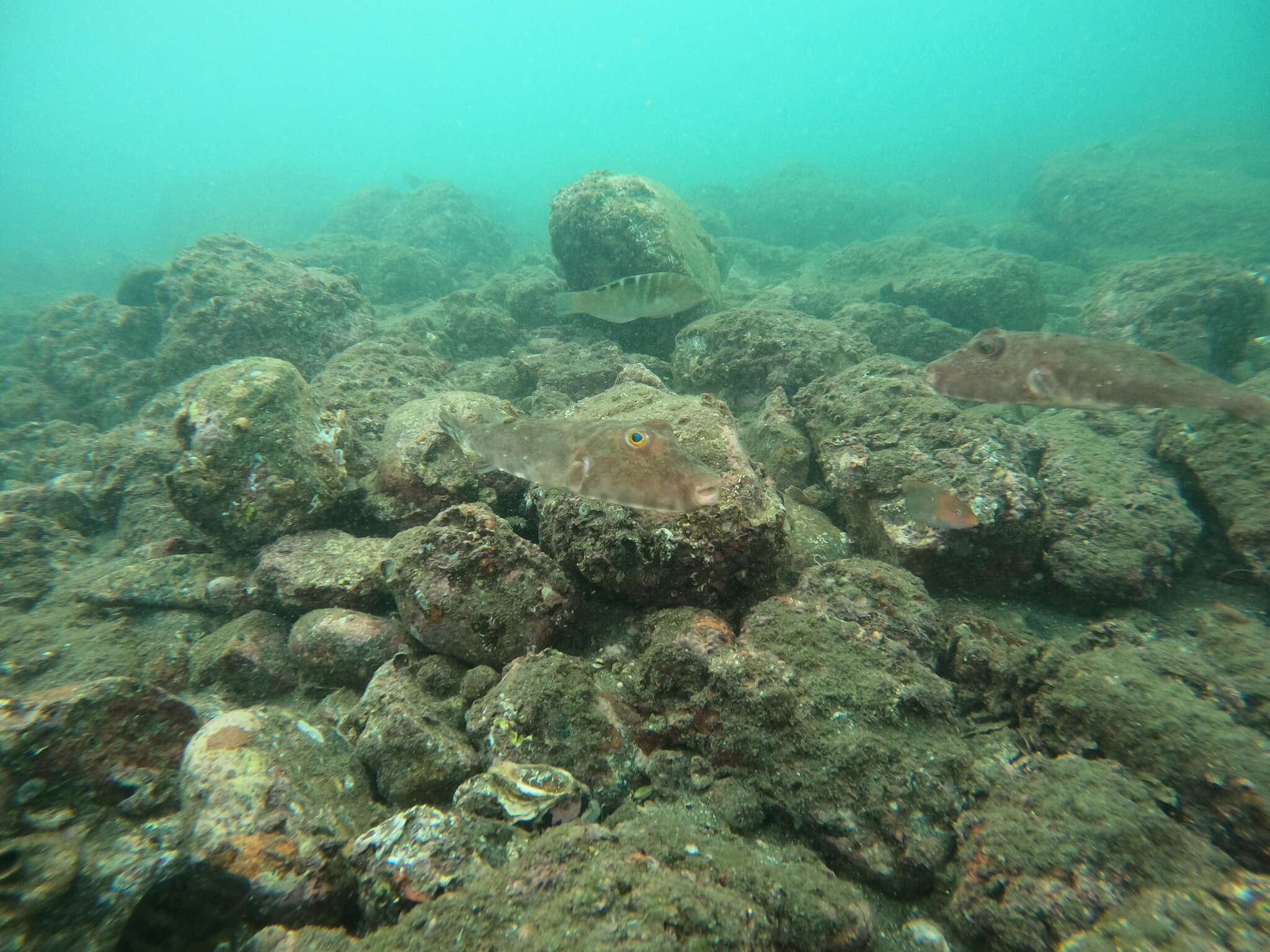 Image of Longnose Puffer