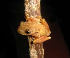 Image of Emerald Treefrog