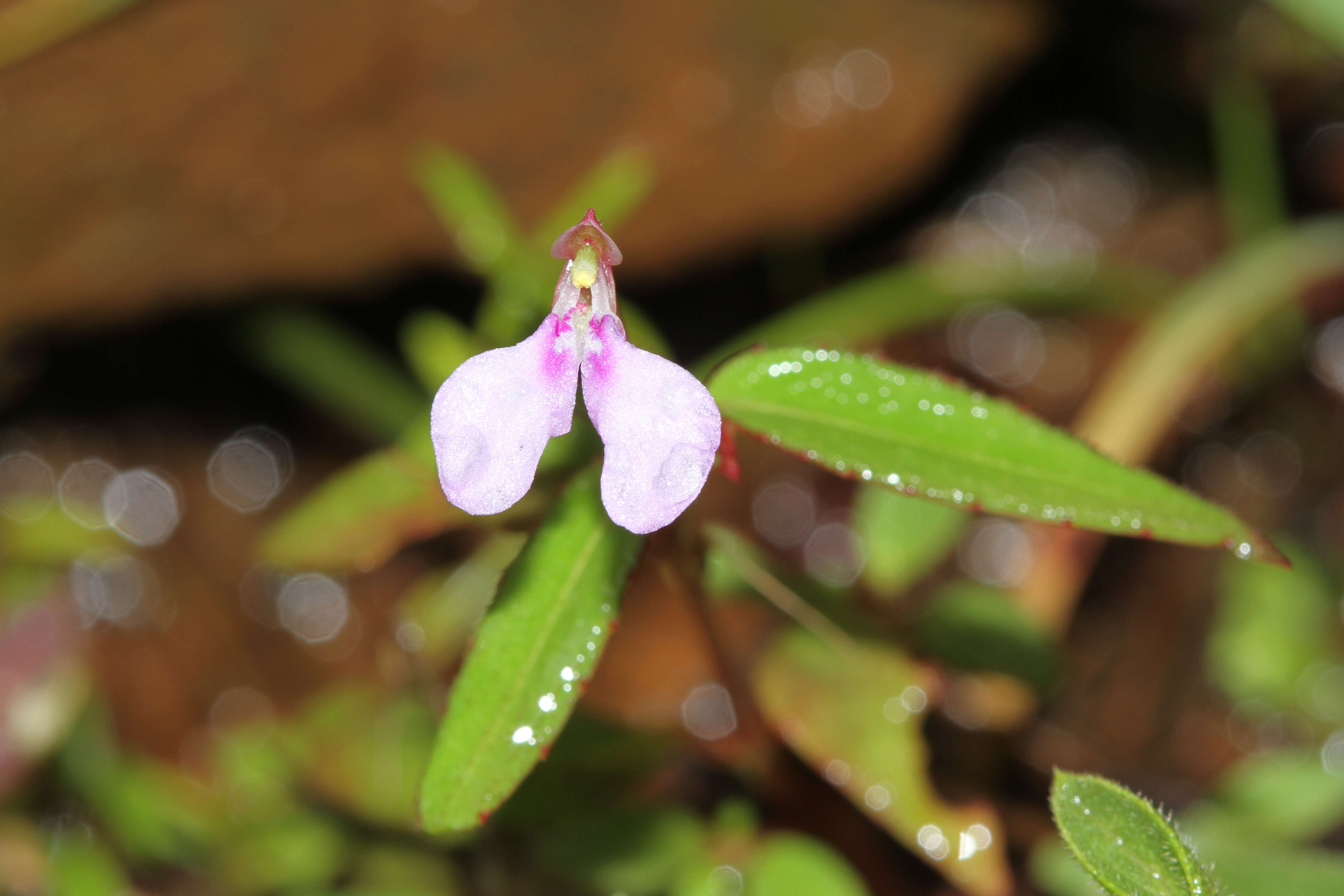 Image of Impatiens minor (DC.) S. S. R. Bennet