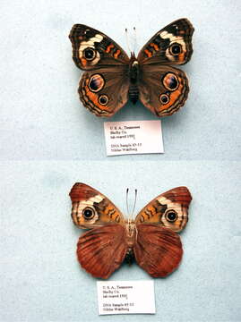 Image of Common buckeye