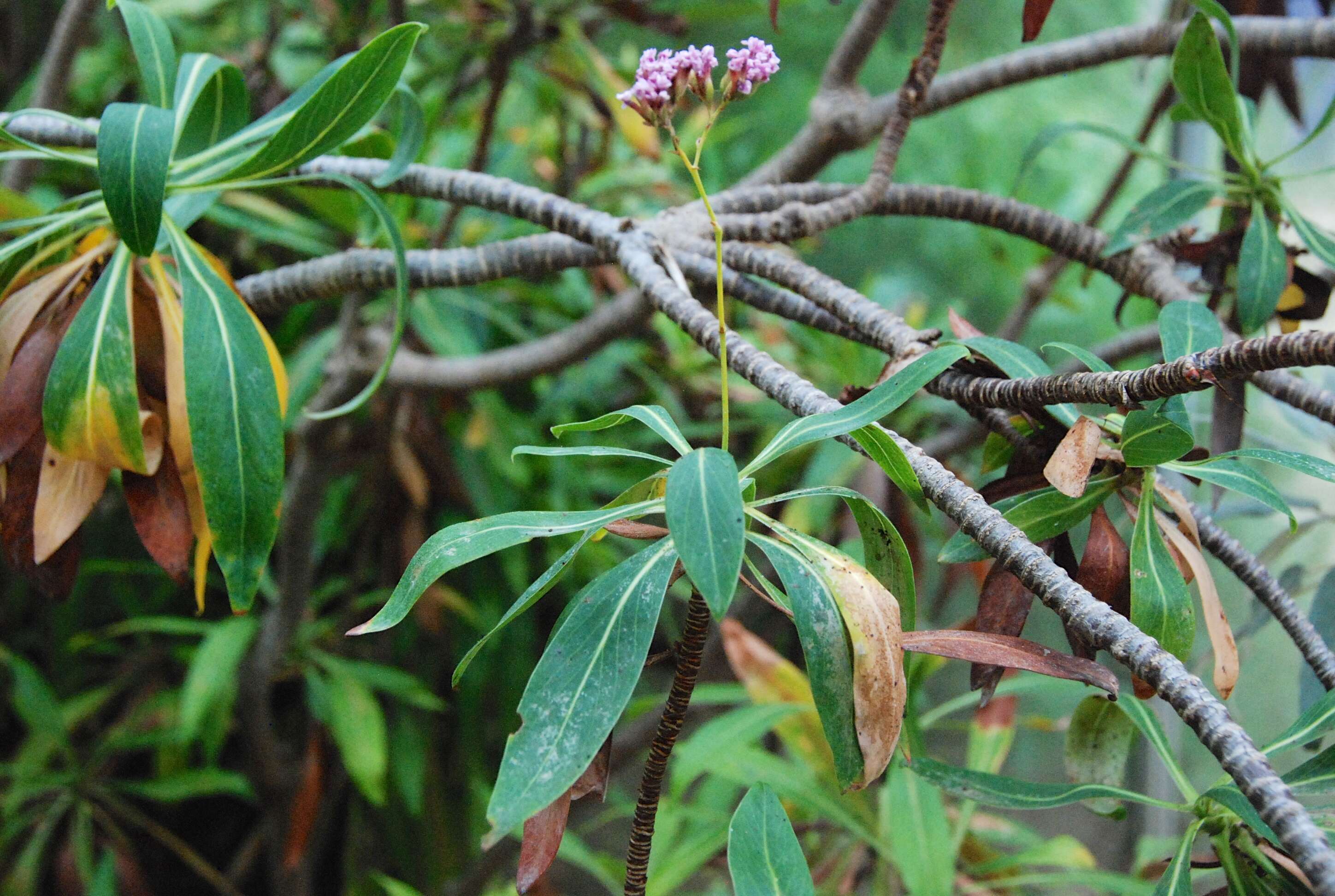 Image of Limonium dendroides Svent.