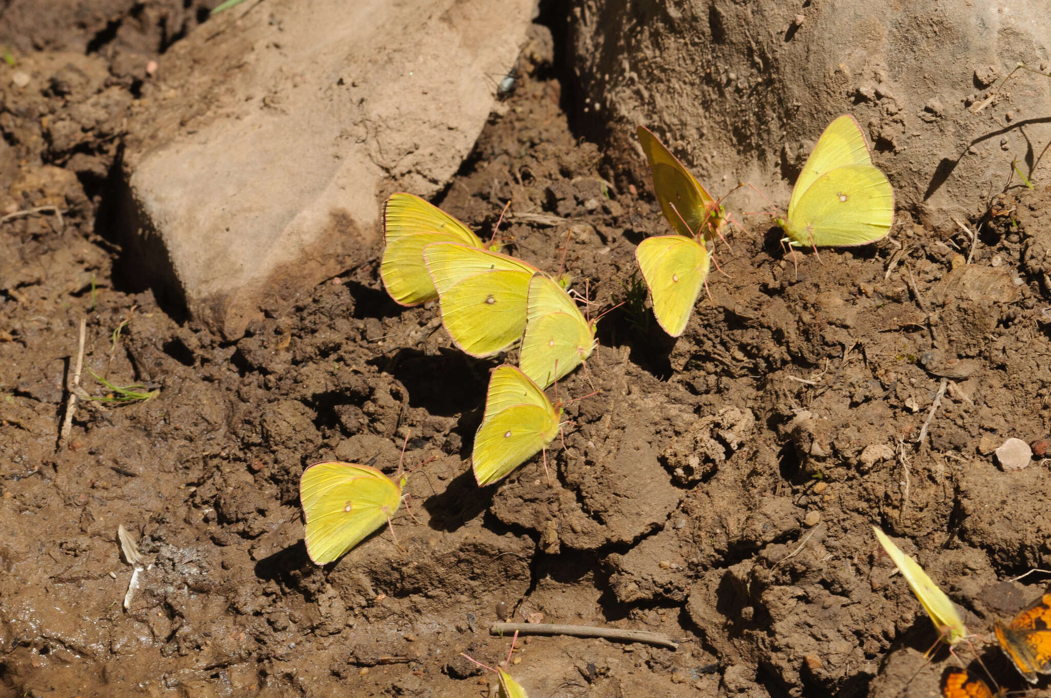 Image of Western Sulphur