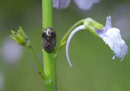 Image of Penthimia americana Fitch 1851