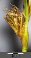 Image of Flat-sedge