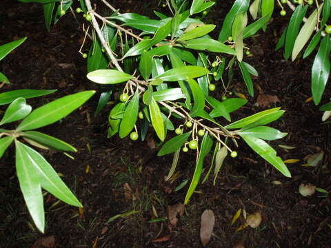 Image of African olive