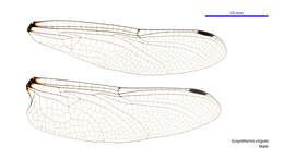 Image of Eusynthemis virgula (Selys 1874)