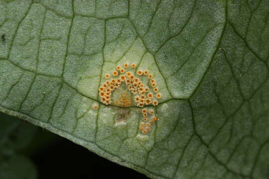 Imagem de Puccinia sessilis J. Schröt. 1870