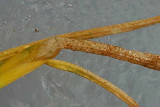 Puccinia liliacearum Duby 1830的圖片