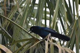 Image of Boat-tailed Grackle