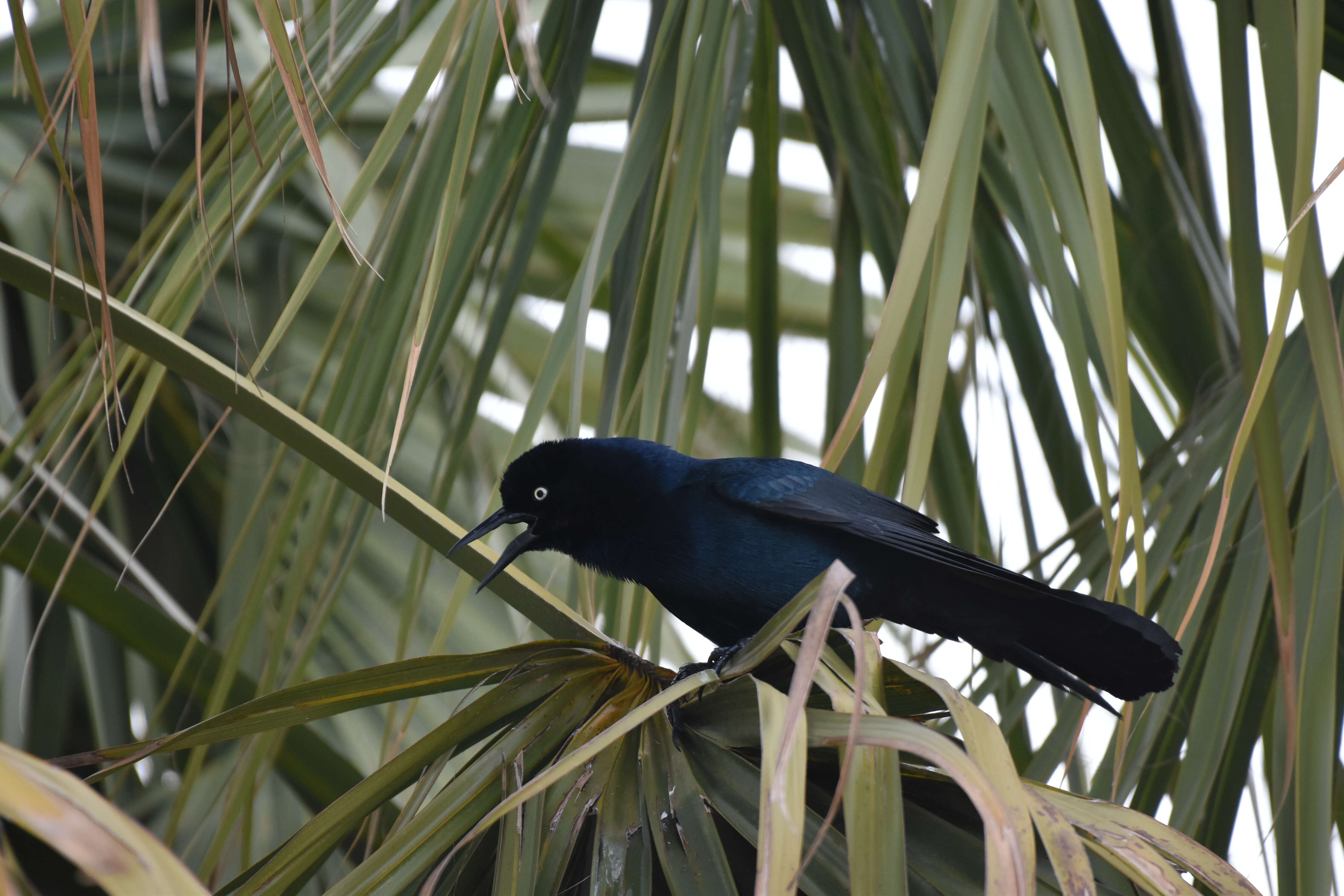 Image of Boat-tailed Grackle