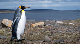 Image of King Penguin