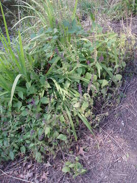 Image of hedge nettle