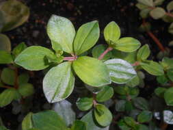 Image of Peperomia verticillata (L)