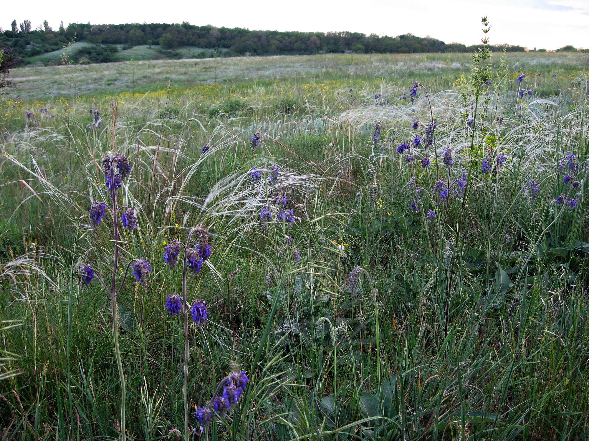 Image of Stipa pulcherrima K. Koch