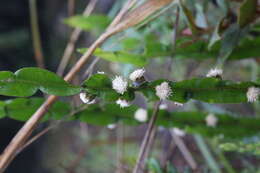 Image of Baccharis genistelloides