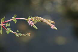 Image of rotala