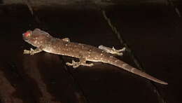 Gekko albofasciolatus (Günther 1867)的圖片