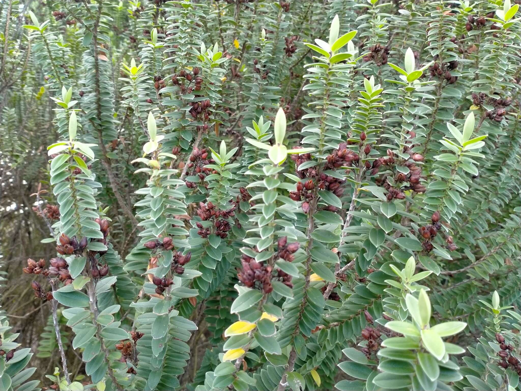 Sivun Veronica elliptica G. Forster kuva