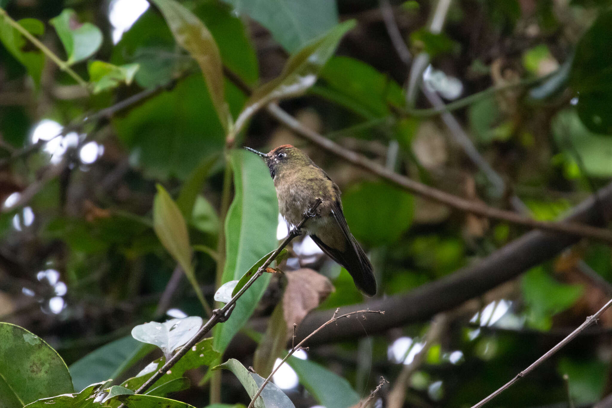 Image of Rufous-capped Thornbill