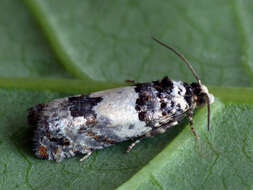 Image of Epinotia thapsiana Zeller 1847