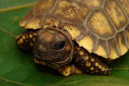 Image of Yellow-footed Tortoise