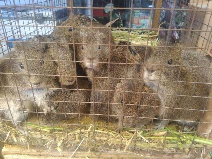 Image of Montane Guinea Pig