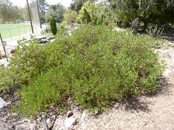 Image of shagbark manzanita