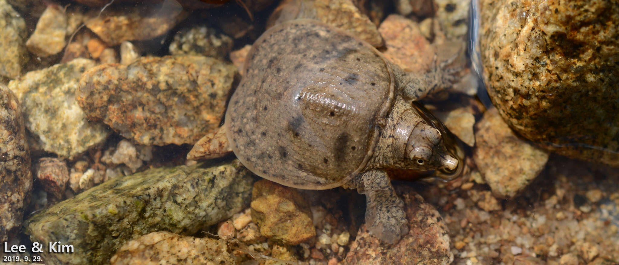 Image of Northern Chinese softshell turtle