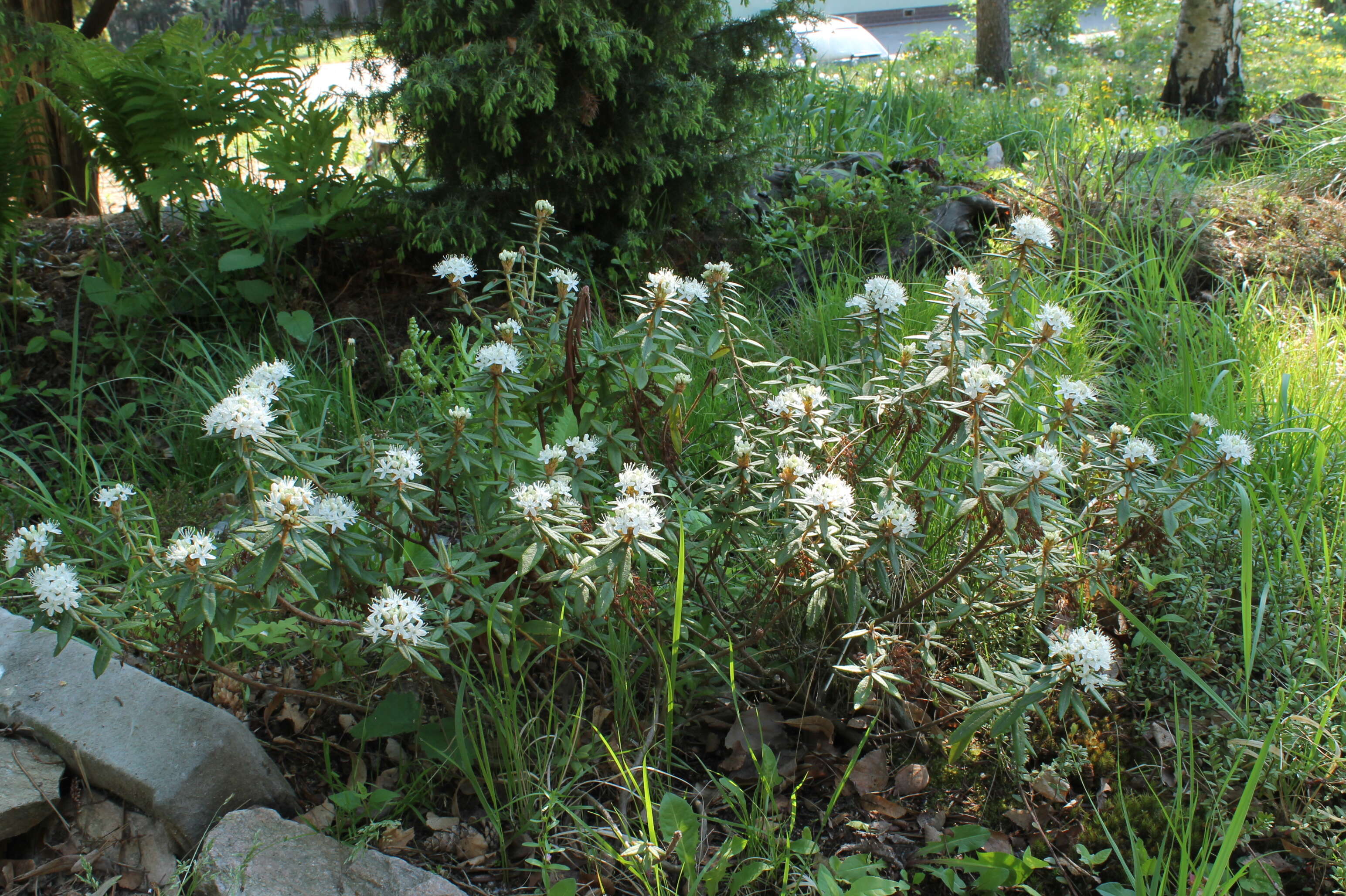 Imagem de Rhododendron tomentosum (Stokes) Harmaja