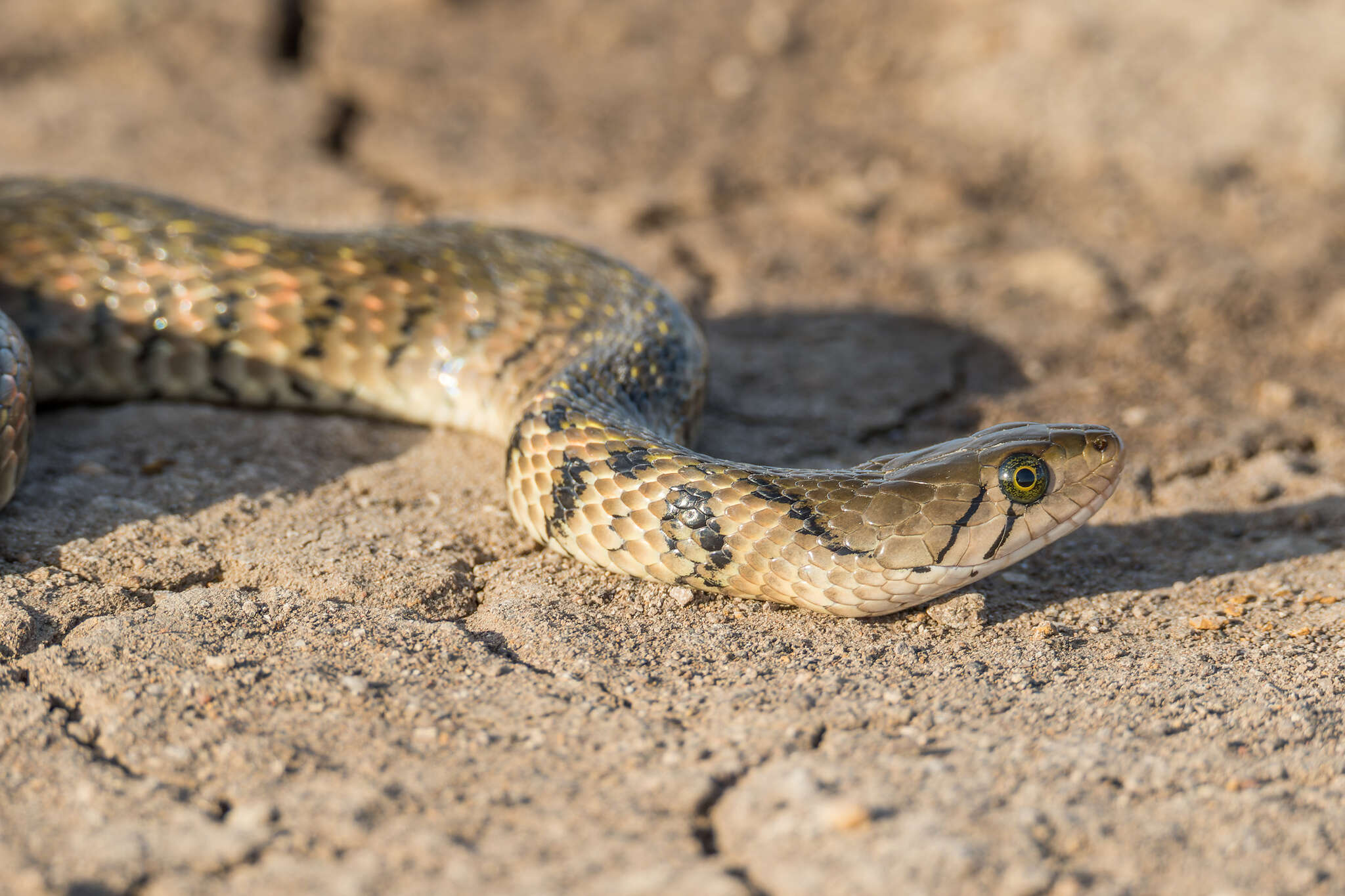 Image of Fowlea flavipunctatus