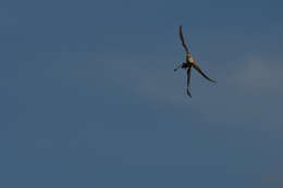 Image of Scissor-tailed Flycatcher