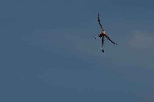 Image of Scissor-tailed Flycatcher