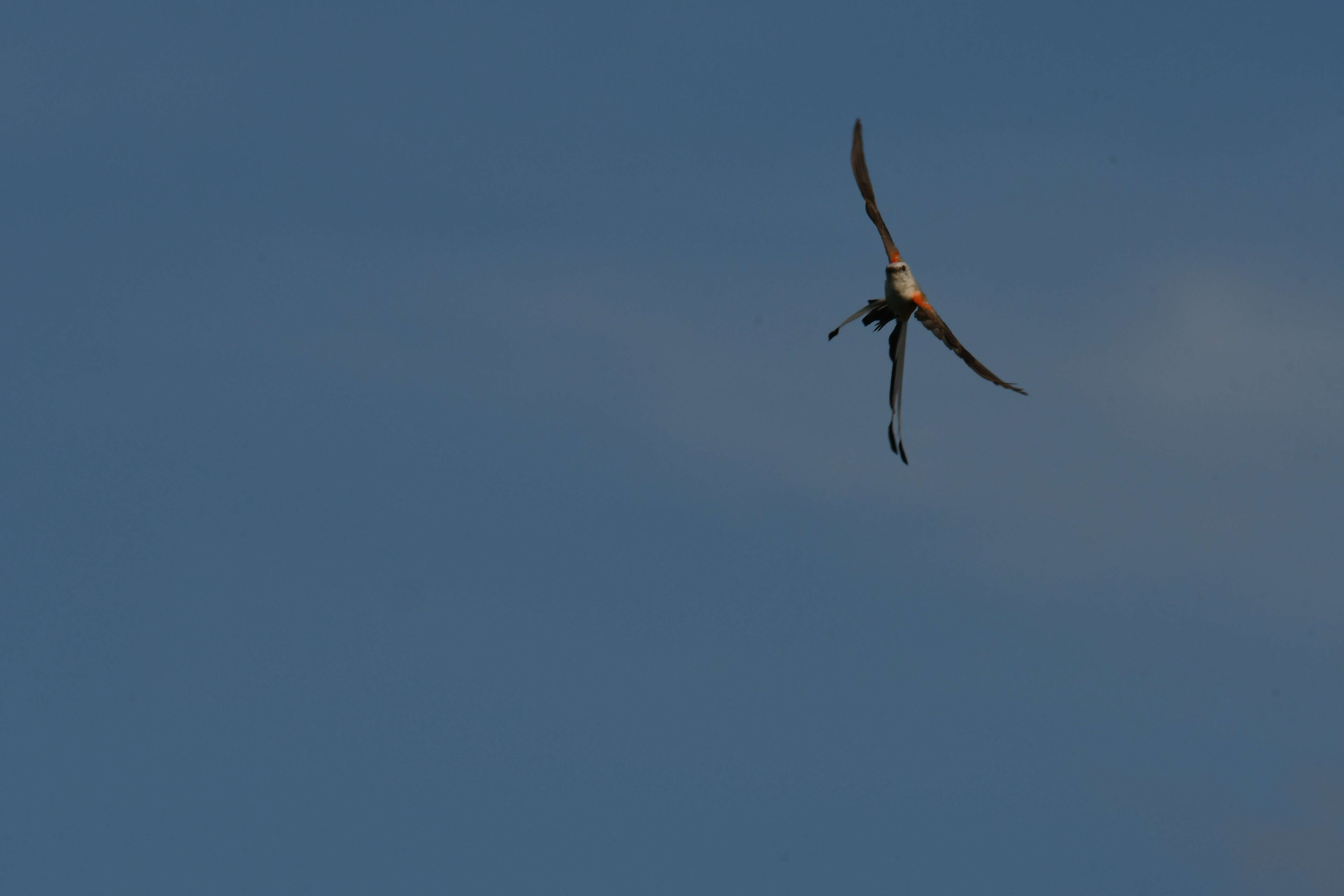 Image of Scissor-tailed Flycatcher