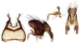 Image of root-maggot flies