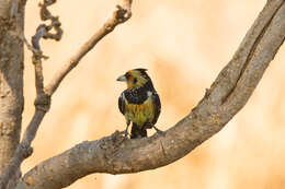 Image of Crested Barbet