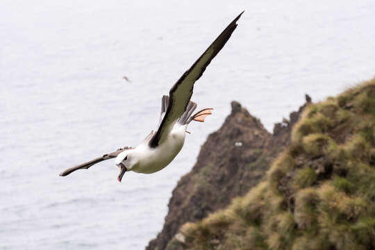 Image of Indian Yellow-nosed Albatross